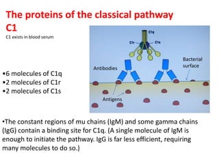 The proteins of the classical pathway
C1
C1 exists in blood serum
•6 molecules of C1q
•2 molecules of C1r
•2 molecules of C1s
•The constant regions of mu chains (IgM) and some gamma chains
(IgG) contain a binding site for C1q. (A single molecule of IgM is
enough to initiate the pathway. IgG is far less efficient, requiring
many molecules to do so.)
Antibodies
Antigens
Bacterial
surface
 