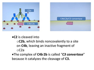 C2 is cleaved into
oC2b, which binds noncovalently to a site
on C4b, leaving an inactive fragment of
oC2a
The complex of C4b.2b is called "C3 convertase"
because it catalyzes the cleavage of C3.
C4bC2b/C3 convertase
C2a
C4bC2b
 