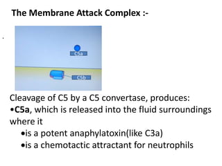 .
C5b
C5a
The Membrane Attack Complex :-
Cleavage of C5 by a C5 convertase, produces:
•C5a, which is released into the fluid surroundings
where it
is a potent anaphylatoxin(like C3a)
is a chemotactic attractant for neutrophils
 