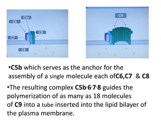 •C5b which serves as the anchor for the
assembly of a single molecule each ofC6,C7 & C8
C5b
C6
C7
C8
C9
•The resulting complex C5b.6.7.8 guides the
polymerization of as many as 18 molecules
of C9 into a tube inserted into the lipid bilayer of
the plasma membrane.
C9
 
