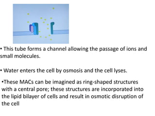 • This tube forms a channel allowing the passage of ions and
small molecules.
• Water enters the cell by osmosis and the cell lyses.
•These MACs can be imagined as ring-shaped structures
with a central pore; these structures are incorporated into
the lipid bilayer of cells and result in osmotic disruption of
the cell
 
