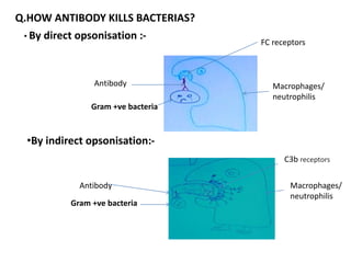 Q.HOW ANTIBODY KILLS BACTERIAS?
• By direct opsonisation :-
•By indirect opsonisation:-
FC receptors
C3b receptors
Gram +ve bacteria
Antibody
Gram +ve bacteria
Antibody
Macrophages/
neutrophilis
Macrophages/
neutrophilis
 