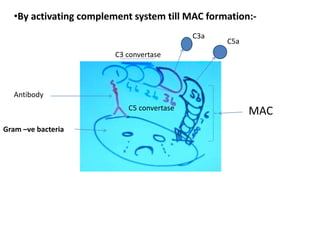 •By activating complement system till MAC formation:-
MAC
Gram –ve bacteria
Antibody
C3 convertase
C5 convertase
C3a
C5a
 