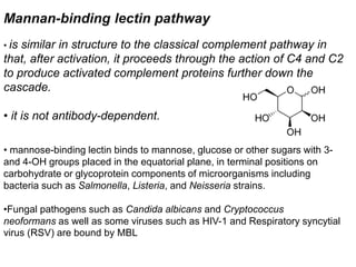 Mannan-binding lectin pathway
• is similar in structure to the classical complement pathway in
that, after activation, it proceeds through the action of C4 and C2
to produce activated complement proteins further down the
cascade.
• it is not antibody-dependent.
• mannose-binding lectin binds to mannose, glucose or other sugars with 3-
and 4-OH groups placed in the equatorial plane, in terminal positions on
carbohydrate or glycoprotein components of microorganisms including
bacteria such as Salmonella, Listeria, and Neisseria strains.
•Fungal pathogens such as Candida albicans and Cryptococcus
neoformans as well as some viruses such as HIV-1 and Respiratory syncytial
virus (RSV) are bound by MBL
 