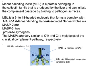.
Mannan-binding lectin (MBL) is a protein belonging to
the collectin family that is produced by the liver and can initiate
the complement cascade by binding to pathogen surfaces.
MBL is a 6- to 18-headed molecule that forms a complex with
MASP-1 (Mannan-binding lectin-Associated Serine Protease),
MASP-2 and
MASP-3, two
protease zymogens.
The MASPs are very similar to C1r and C1s molecules of the
classical complement pathway, respectively
[
MASP-1(similar to C1r)
MASP-2 (similar to C1s)
MBL (6- 18headed molecule)
similar to C1q
 