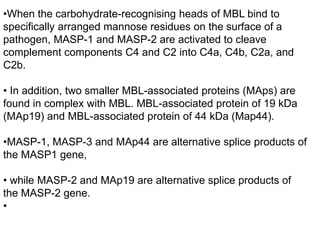 •When the carbohydrate-recognising heads of MBL bind to
specifically arranged mannose residues on the surface of a
pathogen, MASP-1 and MASP-2 are activated to cleave
complement components C4 and C2 into C4a, C4b, C2a, and
C2b.
• In addition, two smaller MBL-associated proteins (MAps) are
found in complex with MBL. MBL-associated protein of 19 kDa
(MAp19) and MBL-associated protein of 44 kDa (Map44).
•MASP-1, MASP-3 and MAp44 are alternative splice products of
the MASP1 gene,
• while MASP-2 and MAp19 are alternative splice products of
the MASP-2 gene.
•
 