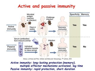 Active and passive immunity
Active immunity: long-lasting protection (memory),
multiple effector mechanisms activated, lag time
Passive immunity: rapid protection, short duration
Abbas, Lichtman and Pillai. Cellular and Molecular Immunology, 7th edition, 2011
 