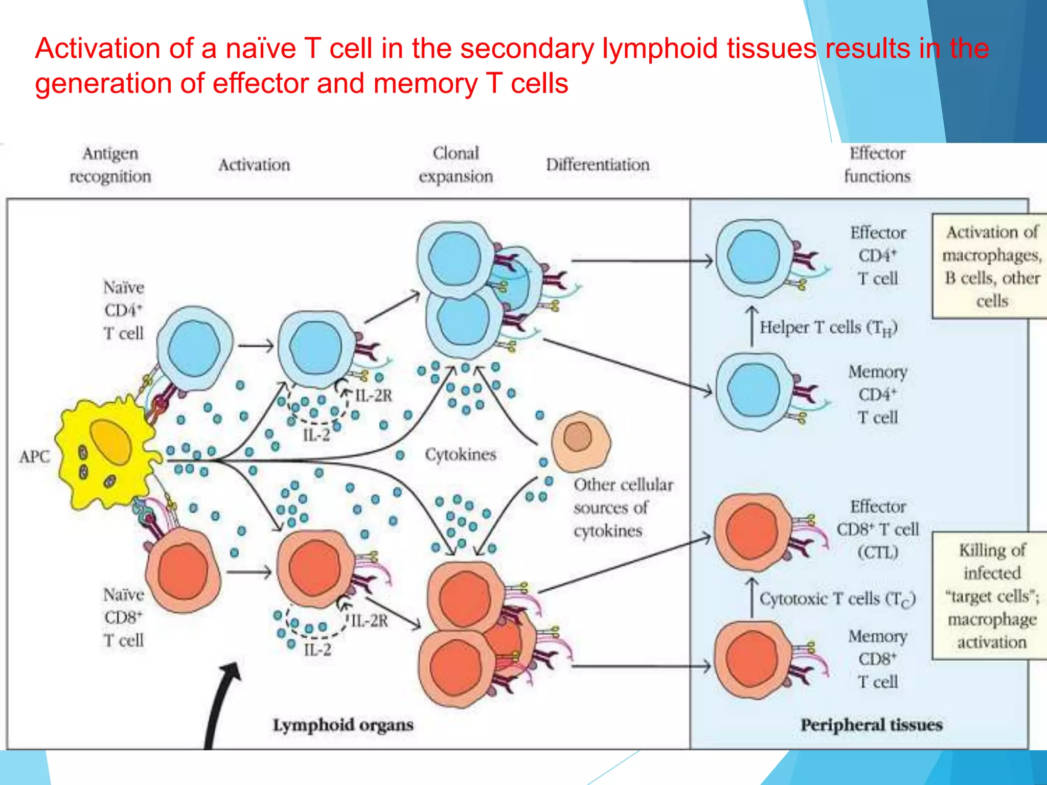 Activation of a naïve T cell in the secondary lymphoid tissues results in the
generation of effector and memory T cells
 