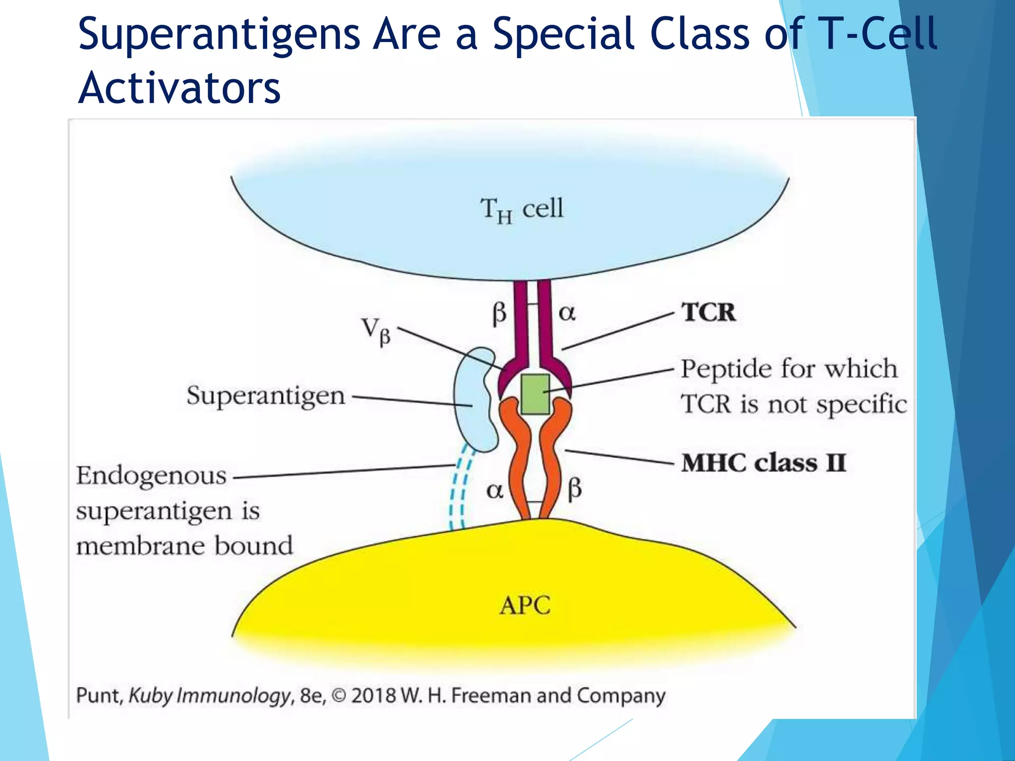 Superantigens Are a Special Class of T-Cell
Activators
 