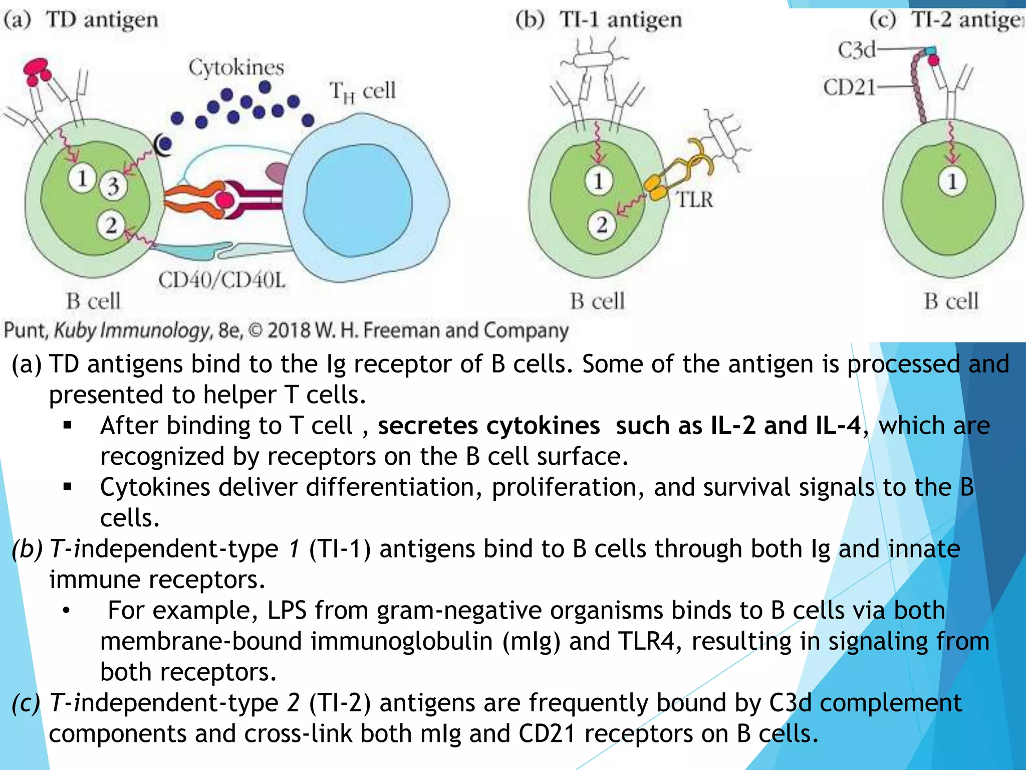 (a) TD antigens bind to the Ig receptor of B cells. Some of the antigen is processed and
presented to helper T cells.
 After binding to T cell , secretes cytokines such as IL-2 and IL-4, which are
recognized by receptors on the B cell surface.
 Cytokines deliver differentiation, proliferation, and survival signals to the B
cells.
(b) T-independent-type 1 (TI-1) antigens bind to B cells through both Ig and innate
immune receptors.
• For example, LPS from gram-negative organisms binds to B cells via both
membrane-bound immunoglobulin (mIg) and TLR4, resulting in signaling from
both receptors.
(c) T-independent-type 2 (TI-2) antigens are frequently bound by C3d complement
components and cross-link both mIg and CD21 receptors on B cells.
 