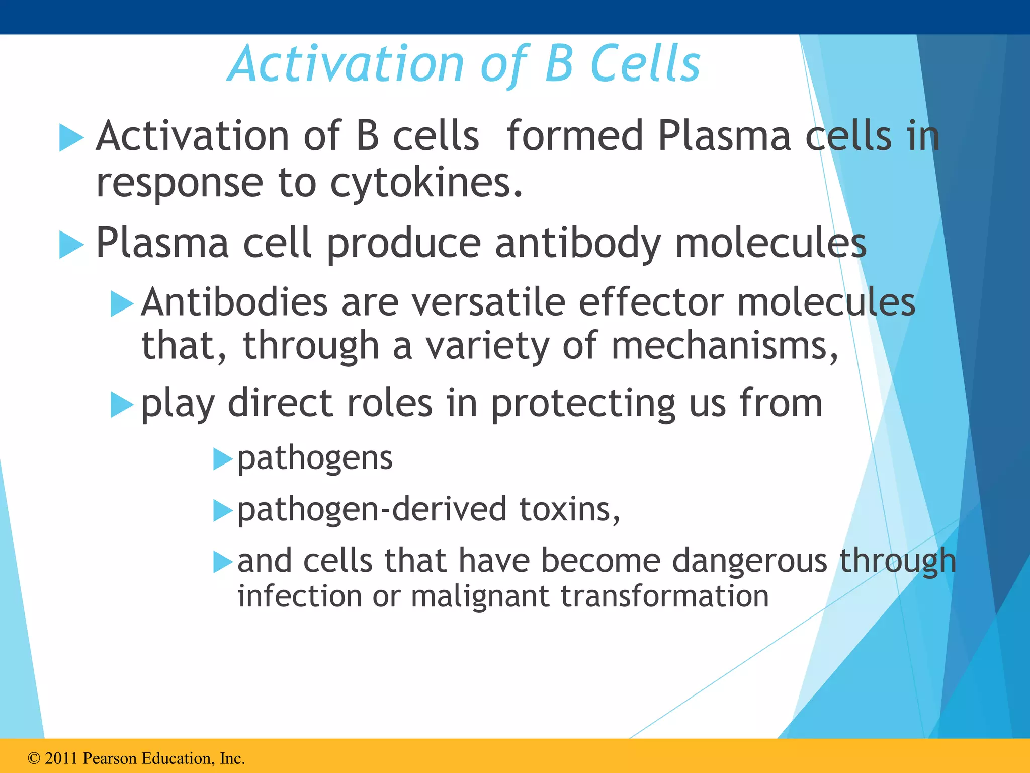 Activation of B Cells
 Activation of B cells formed Plasma cells in
response to cytokines.
 Plasma cell produce antibody molecules
Antibodies are versatile effector molecules
that, through a variety of mechanisms,
play direct roles in protecting us from
pathogens
pathogen-derived toxins,
and cells that have become dangerous through
infection or malignant transformation
© 2011 Pearson Education, Inc.
 