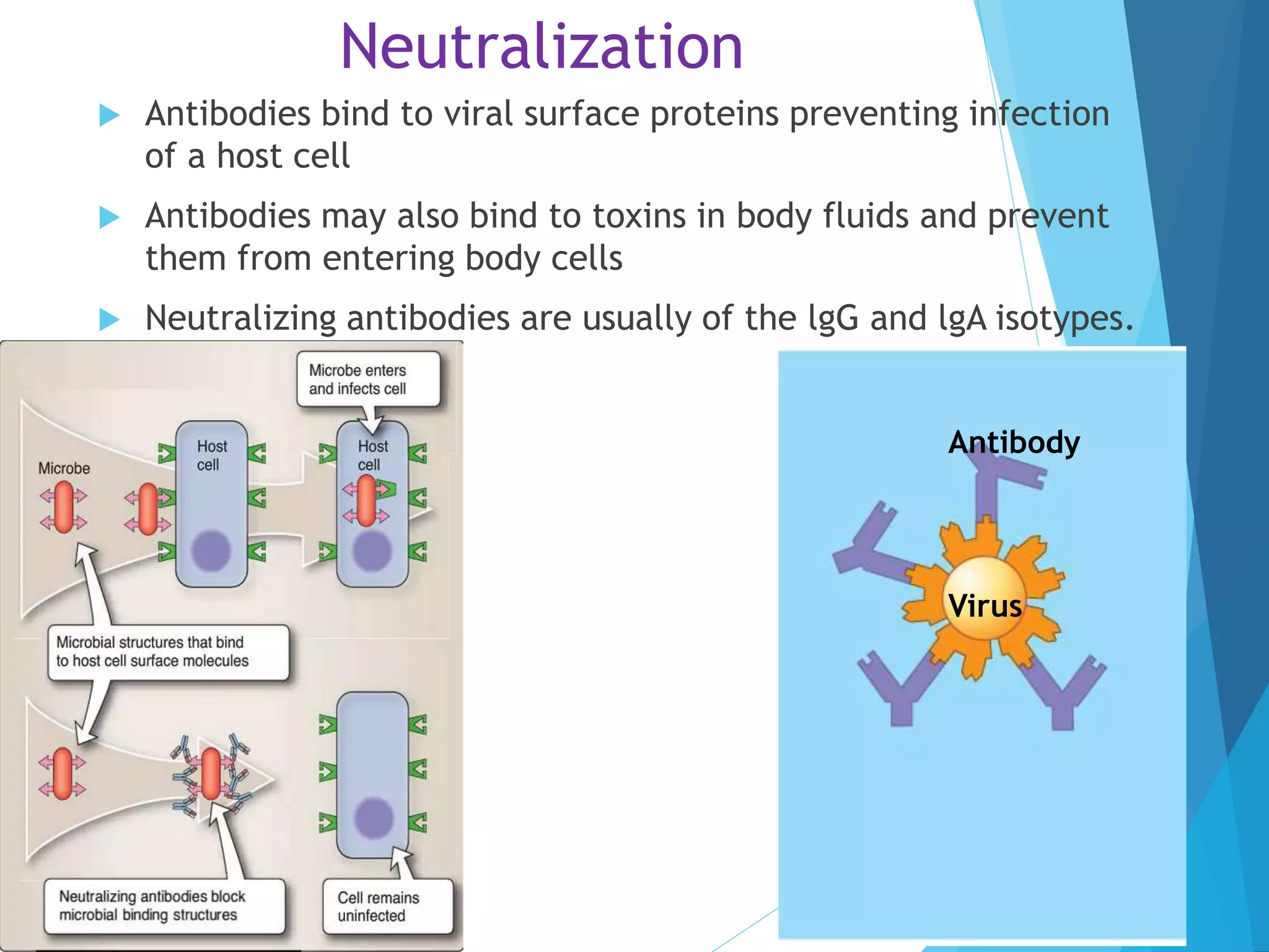 Neutralization
 Antibodies bind to viral surface proteins preventing infection
of a host cell
 Antibodies may also bind to toxins in body fluids and prevent
them from entering body cells
 Neutralizing antibodies are usually of the lgG and lgA isotypes.
Virus
Antibody
 