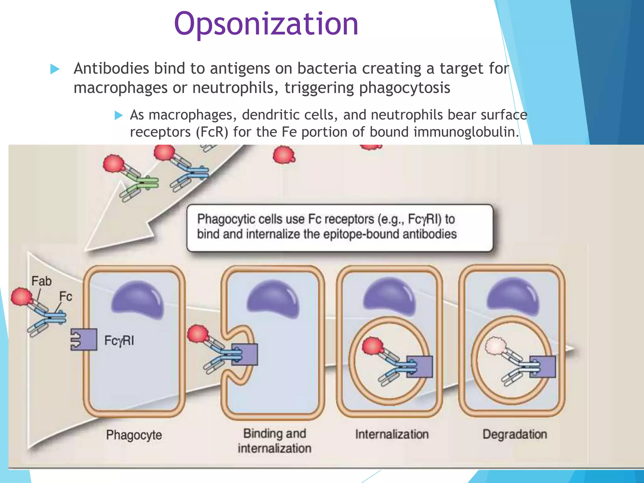 Opsonization
 Antibodies bind to antigens on bacteria creating a target for
macrophages or neutrophils, triggering phagocytosis
 As macrophages, dendritic cells, and neutrophils bear surface
receptors (FcR) for the Fe portion of bound immunoglobulin.
 