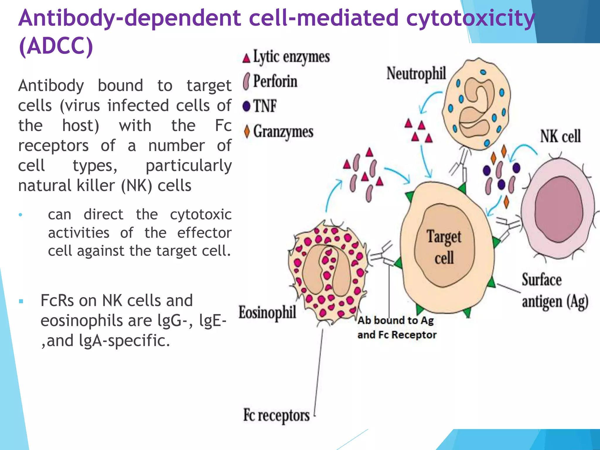 Antibody-dependent cell-mediated cytotoxicity
(ADCC)
Antibody bound to target
cells (virus infected cells of
the host) with the Fc
receptors of a number of
cell types, particularly
natural killer (NK) cells
• can direct the cytotoxic
activities of the effector
cell against the target cell.
 FcRs on NK cells and
eosinophils are lgG-, lgE-
,and lgA-specific.
 