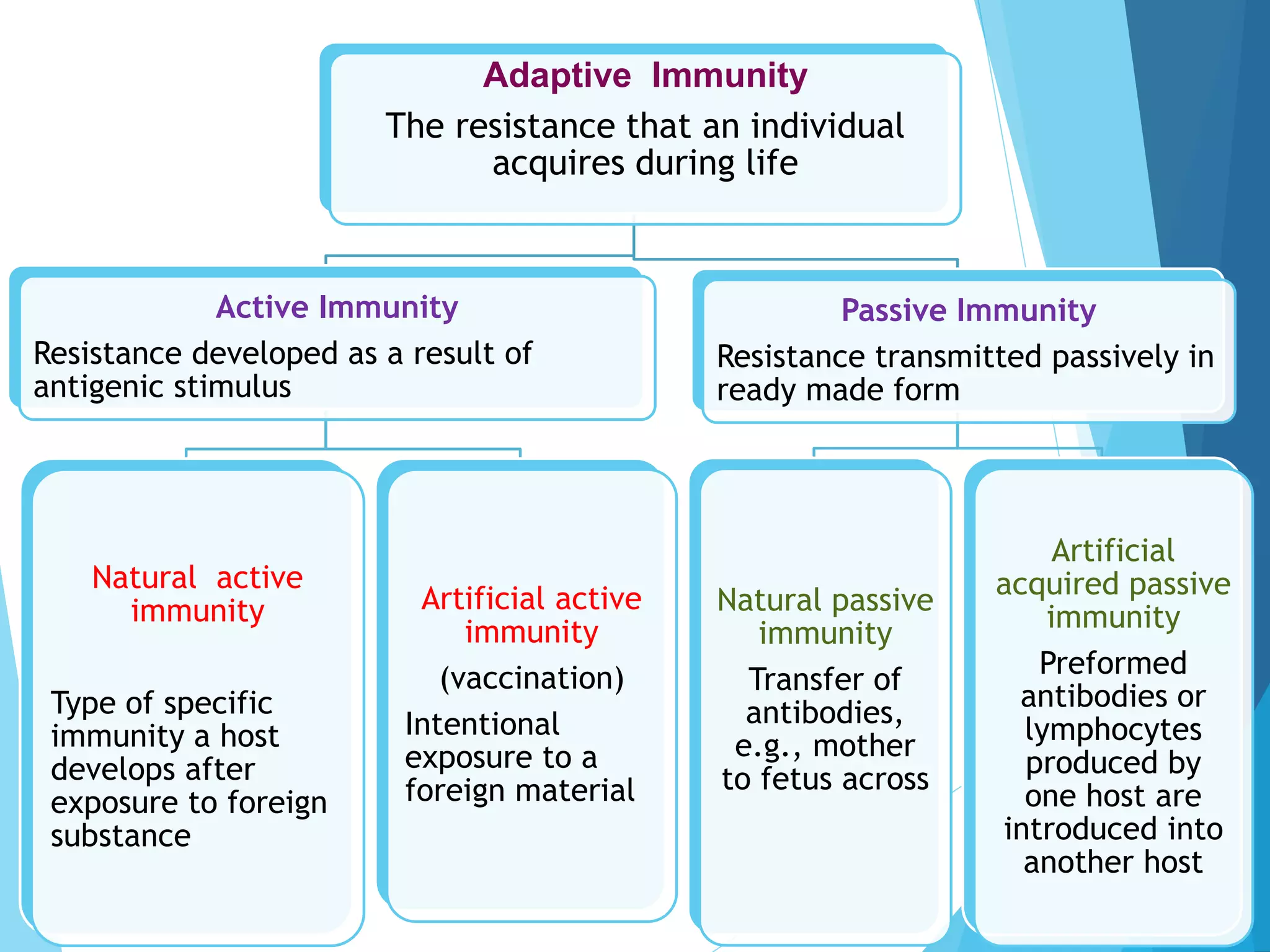 Adaptive Immunity
The resistance that an individual
acquires during life
Active Immunity
Resistance developed as a result of
antigenic stimulus
Natural active
immunity
Type of specific
immunity a host
develops after
exposure to foreign
substance
Artificial active
immunity
(vaccination)
Intentional
exposure to a
foreign material
Passive Immunity
Resistance transmitted passively in
ready made form
Natural passive
immunity
Transfer of
antibodies,
e.g., mother
to fetus across
Artificial
acquired passive
immunity
Preformed
antibodies or
lymphocytes
produced by
one host are
introduced into
another host
 