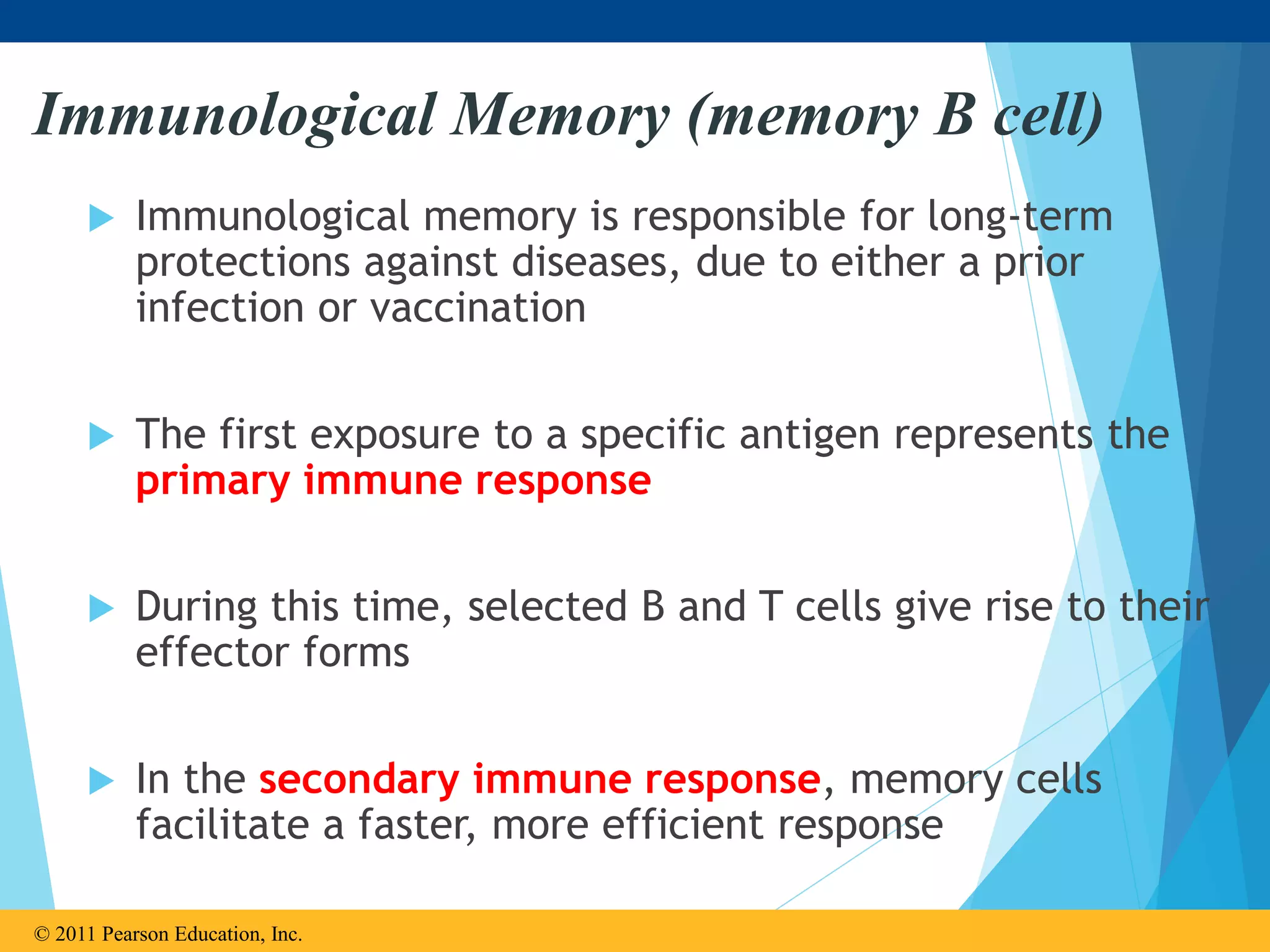  Immunological memory is responsible for long-term
protections against diseases, due to either a prior
infection or vaccination
 The first exposure to a specific antigen represents the
primary immune response
 During this time, selected B and T cells give rise to their
effector forms
 In the secondary immune response, memory cells
facilitate a faster, more efficient response
© 2011 Pearson Education, Inc.
Immunological Memory (memory B cell)
 