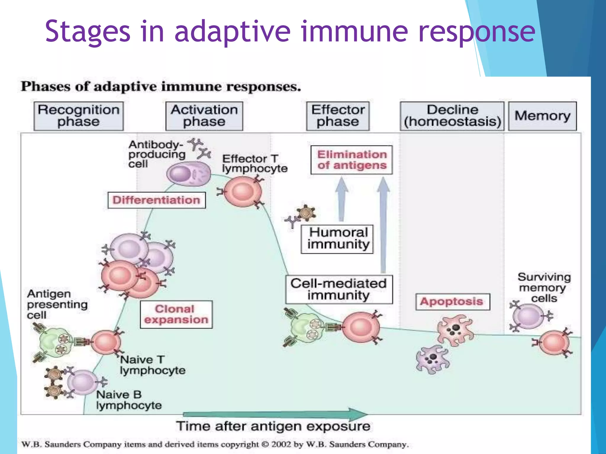 Stages in adaptive immune response
 