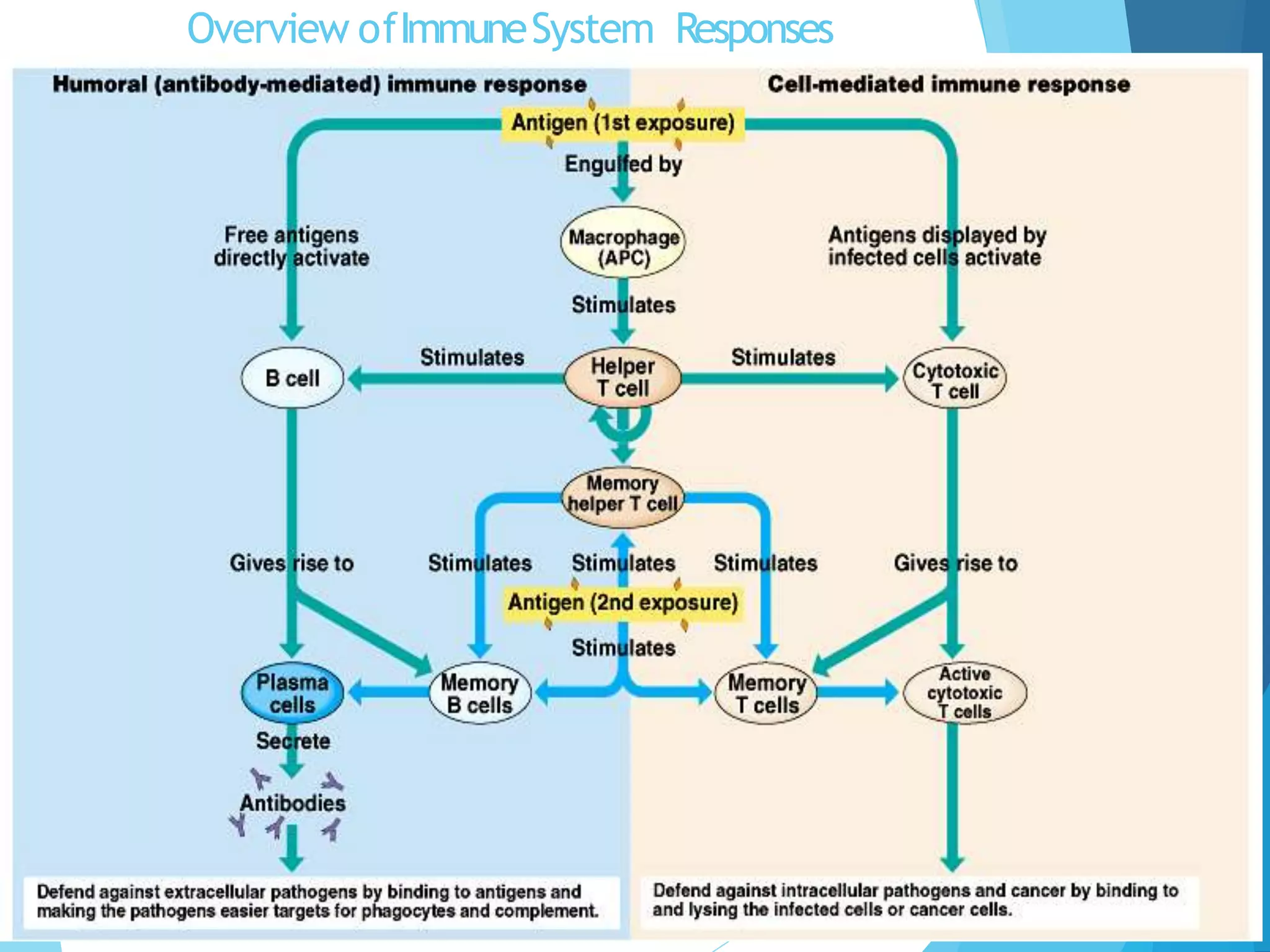 Overview ofImmuneSystem Responses
 