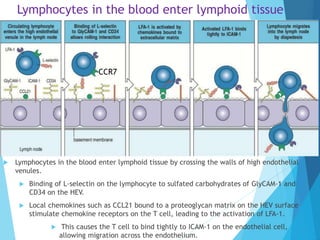  Lymphocytes in the blood enter lymphoid tissue by crossing the walls of high endothelial
venules.
 Binding of L-selecti...