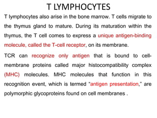 T LYMPHOCYTES
T lymphocytes also arise in the bone marrow. T cells migrate to
the thymus gland to mature. During its maturation within the
thymus, the T cell comes to express a unique antigen-binding
molecule, called the T-cell receptor, on its membrane.
TCR can recognize only antigen that is bound to cell-
membrane proteins called major histocompatibility complex
(MHC) molecules. MHC molecules that function in this
recognition event, which is termed “antigen presentation,” are
polymorphic glycoproteins found on cell membranes .
 