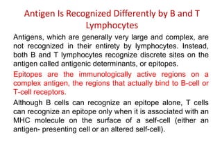 Antigen Is Recognized Differently by B and T
Lymphocytes
Antigens, which are generally very large and complex, are
not recognized in their entirety by lymphocytes. Instead,
both B and T lymphocytes recognize discrete sites on the
antigen called antigenic determinants, or epitopes.
Epitopes are the immunologically active regions on a
complex antigen, the regions that actually bind to B-cell or
T-cell receptors.
Although B cells can recognize an epitope alone, T cells
can recognize an epitope only when it is associated with an
MHC molecule on the surface of a self-cell (either an
antigen- presenting cell or an altered self-cell).
 