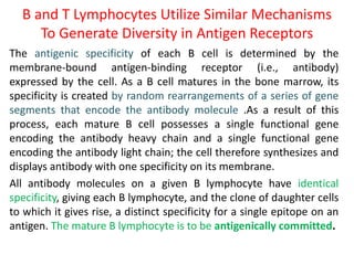 B and T Lymphocytes Utilize Similar Mechanisms
To Generate Diversity in Antigen Receptors
The antigenic specificity of each B cell is determined by the
membrane-bound antigen-binding receptor (i.e., antibody)
expressed by the cell. As a B cell matures in the bone marrow, its
specificity is created by random rearrangements of a series of gene
segments that encode the antibody molecule .As a result of this
process, each mature B cell possesses a single functional gene
encoding the antibody heavy chain and a single functional gene
encoding the antibody light chain; the cell therefore synthesizes and
displays antibody with one specificity on its membrane.
All antibody molecules on a given B lymphocyte have identical
specificity, giving each B lymphocyte, and the clone of daughter cells
to which it gives rise, a distinct specificity for a single epitope on an
antigen. The mature B lymphocyte is to be antigenically committed.
 