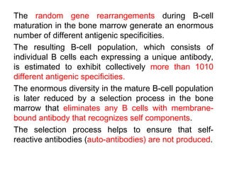 The random gene rearrangements during B-cell
maturation in the bone marrow generate an enormous
number of different antigenic specificities.
The resulting B-cell population, which consists of
individual B cells each expressing a unique antibody,
is estimated to exhibit collectively more than 1010
different antigenic specificities.
The enormous diversity in the mature B-cell population
is later reduced by a selection process in the bone
marrow that eliminates any B cells with membrane-
bound antibody that recognizes self components.
The selection process helps to ensure that self-
reactive antibodies (auto-antibodies) are not produced.
 