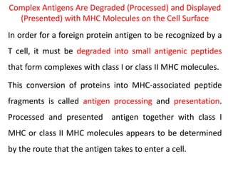 Complex Antigens Are Degraded (Processed) and Displayed
(Presented) with MHC Molecules on the Cell Surface
In order for a foreign protein antigen to be recognized by a
T cell, it must be degraded into small antigenic peptides
that form complexes with class I or class II MHC molecules.
This conversion of proteins into MHC-associated peptide
fragments is called antigen processing and presentation.
Processed and presented antigen together with class I
MHC or class II MHC molecules appears to be determined
by the route that the antigen takes to enter a cell.
 