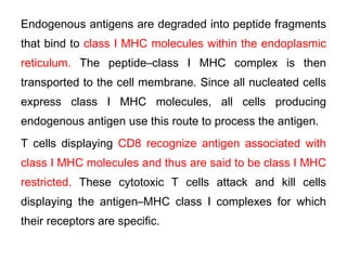 Endogenous antigens are degraded into peptide fragments
that bind to class I MHC molecules within the endoplasmic
reticulum. The peptide–class I MHC complex is then
transported to the cell membrane. Since all nucleated cells
express class I MHC molecules, all cells producing
endogenous antigen use this route to process the antigen.
T cells displaying CD8 recognize antigen associated with
class I MHC molecules and thus are said to be class I MHC
restricted. These cytotoxic T cells attack and kill cells
displaying the antigen–MHC class I complexes for which
their receptors are specific.
 