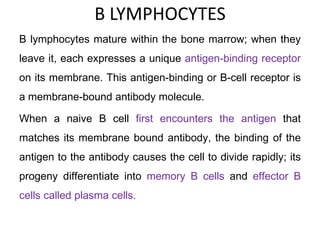 B LYMPHOCYTES
B lymphocytes mature within the bone marrow; when they
leave it, each expresses a unique antigen-binding receptor
on its membrane. This antigen-binding or B-cell receptor is
a membrane-bound antibody molecule.
When a naive B cell first encounters the antigen that
matches its membrane bound antibody, the binding of the
antigen to the antibody causes the cell to divide rapidly; its
progeny differentiate into memory B cells and effector B
cells called plasma cells.
 