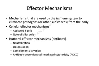 Activation of the Adaptivge Immunity | PPT