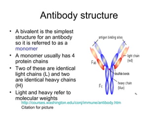 Antibody structure A bivalent is the simplest structure for an antibody so it is referred to as a  monomer A monomer usually has 4 protein chains Two of these are identical light chains (L) and two are identical heavy chains (H) Light and heavy refer to molecular weights http://courses.washington.edu/conj/immune/antibody.htm Citation for picture 