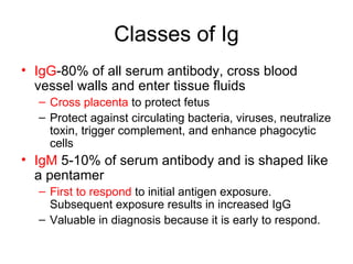 Classes of Ig IgG -80% of all serum antibody, cross blood vessel walls and enter tissue fluids Cross placenta  to protect fetus Protect against circulating bacteria, viruses, neutralize toxin, trigger complement, and enhance phagocytic cells IgM  5-10% of serum antibody and is shaped like a pentamer First to respond  to initial antigen exposure. Subsequent exposure results in increased IgG Valuable in diagnosis because it is early to respond. 