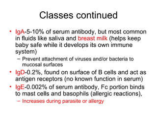 Classes continued IgA -5-10% of serum antibody, but most common in fluids like saliva and  breast milk  (helps keep baby safe while it develops its own immune system) Prevent attachment of viruses and/or bacteria to mucosal surfaces IgD -0.2%, found on surface of B cells and act as antigen receptors (no known function in serum) IgE -0.002% of serum antibody, Fc portion binds to mast cells and basophils (allergic reactions),  Increases during parasite or allergy  