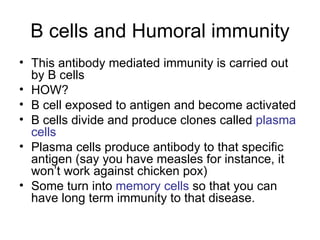 B cells and Humoral immunity This antibody mediated immunity is carried out by B cells HOW? B cell exposed to antigen and become activated B cells divide and produce clones called  plasma cells Plasma cells produce antibody to that specific antigen (say you have measles for instance, it won’t work against chicken pox) Some turn into  memory cells  so that you can have long term immunity to that disease. 