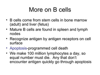 More on B cells B cells come from stem cells in bone marrow (adult) and liver (fetus) Mature B cells are found in spleen and lymph nodes Recognize antigen by antigen receptors on cell surface Apoptosis -programmed cell death We make 100 million lymphocytes a day, so equal number must die.  Any that don’t encounter antigen quickly go through apoptosis 