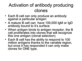 Activation of antibody producing clones Each B cell can only produce an antibody against a particular antigen A mature B cell can  have 100,000 IgM or IgD antibody bound to it’s surface When antigen binds to antigen receptor, the B cell proliferates into clones that will recognize this one antigen (clonal selection) Each B cell has the ability to respond to 100 million antigens thanks to the variable region, but once it has responded it can only make clones for ONE type. 