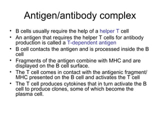 Antigen/antibody complex B cells usually require the help of a  helper T  cell An antigen that requires the helper T cells for antibody production is called a  T-dependent antigen B cell contacts the antigen and is processed inside the B cell Fragments of the antigen combine with MHC and are displayed on the B cell surface. The T cell comes in contact with the antigenic fragment/MHC presented on the B cell and activates the T cell The T cell produces cytokines that in turn activate the B cell to produce clones, some of which become the plasma cell. 