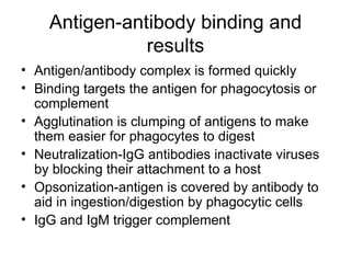 Antigen-antibody binding and results Antigen/antibody complex is formed quickly Binding targets the antigen for phagocytosis or complement Agglutination is clumping of antigens to make them easier for phagocytes to digest Neutralization-IgG antibodies inactivate viruses by blocking their attachment to a host Opsonization-antigen is covered by antibody to aid in ingestion/digestion by phagocytic cells IgG and IgM trigger complement 