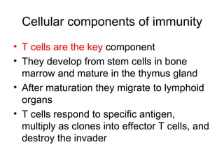 Cellular components of immunity T cells are the key  component They develop from stem cells in bone marrow and mature in the thymus gland After maturation they migrate to lymphoid organs T cells respond to specific antigen, multiply as clones into effector T cells, and destroy the invader 