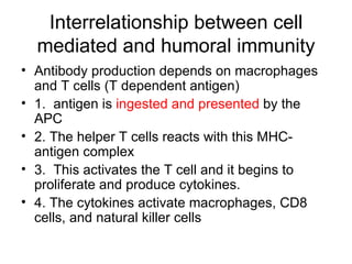 Interrelationship between cell mediated and humoral immunity Antibody production depends on macrophages and T cells (T dependent antigen) 1.  antigen is  ingested and presented  by the APC 2. The helper T cells reacts with this MHC-antigen complex 3.  This activates the T cell and it begins to proliferate and produce cytokines. 4. The cytokines activate macrophages, CD8 cells, and natural killer cells 