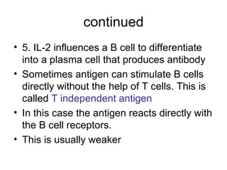 continued 5. IL-2 influences a B cell to differentiate into a plasma cell that produces antibody Sometimes antigen can stimulate B cells directly without the help of T cells. This is called  T independent antigen In this case the antigen reacts directly with the B cell receptors. This is usually weaker 