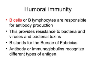 Humoral immunity B cells  or B lymphocytes are responsible for antibody production This provides resistance to bacteria and viruses and bacterial toxins B stands for the Bursae of Fabricius  Antibody or immunoglobulins recognize different types of antigen  