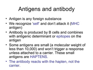 Antigens and antibody Antigen is any foreign substance We recognize ‘ self’  and don’t attack it ( MHC  antigen) Antibody is produced by B cells and combines with antigenic determinant or  epitopes  on the antigen Some antigens are small (a molecular weight of less than 10,000) and won’t trigger a response unless attached to a carrier. These small antigens are  HAPTENS. The antibody reacts with the hapten, not the carrier. 