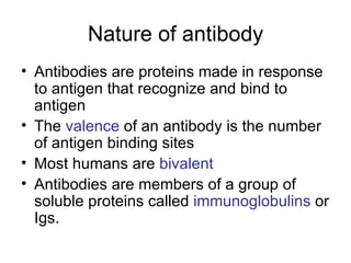 Nature of antibody Antibodies are proteins made in response to antigen that recognize and bind to antigen The  valence  of an antibody is the number of antigen binding sites Most humans are  bivalent   Antibodies are members of a group of soluble proteins called  immunoglobulins  or Igs. 