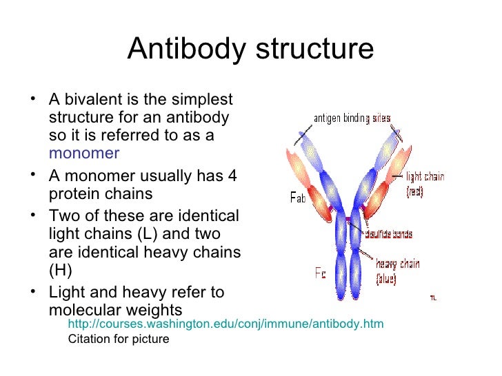 ch 17 adaptive immunity answers Adaptive immunity: specific defenses of the host (chapter 17) lecture materials for amy warenda czura, phd suffolk county community college eastern campus. ch 17 adaptive immunity answers Adaptive immunity: specific defenses of the host (chapter 17) lecture materials for amy warenda czura, phd suffolk county community college eastern campus.