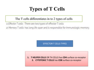 Types of T Cells
EFFECTOR T CELLS TYPES
1. T HELPER CELLS OR TH CELLS has CD4 surface co-receptor
2. CYTOTOXIC T CELLS has CD8 surface co-receptor
The T cells differentiates in to 2 types of cells
 