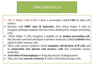  TH /T helper cells (CD4+): have a co-receptor called CD4 on their cell
surface.
 Interacts with MHC class II molecules, This allows helper T cells to
recognize pathogen peptides that have been displayed by antigen presenting
cells.
 When helper T cells recognize a peptide on an antigen presenting cell,
they become activated and begin to produce molecules called cytokines that
signal to other immune cells.
 These cells secrete cytokines which stimulate cell division of B cells and
its maturation into plasma and memory cells that eventually release
antibodies.
 Activation of macrophages to bring the process of phagocytosis.
 They also help activate cytotoxic T cells to kill infected target cells.
T-HELPER CELLS
 