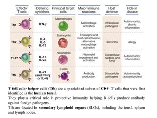 T follicular helper cells (Tfh) are a specialized subset of CD4+ T cells that were first
identified in the human tonsil.
They play a critical role in protective immunity helping B cells produce antibody
against foreign pathogens.
Tfh are located in secondary lymphoid organs (SLOs), including the tonsil, spleen
and lymph nodes.
 