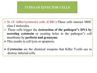 Tc (T- killer/cytotoxic) cells (CD8+):These cells interact MHC
class I molecules.
 These cells trigger the destruction of the pathogen‟s DNA by
secreting cytotoxin or creating holes in the pathogen‟s cell
membrane by perforin and granzyme.
This results in cell lysis or apoptosis.
 Cytotoxins are the chemical weapons that Killer T-cells use to
destroy infected cells.
TYPES OF EFFECTOR CELLS
 